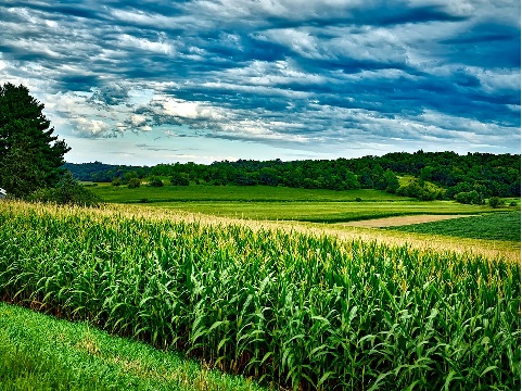 cornfield