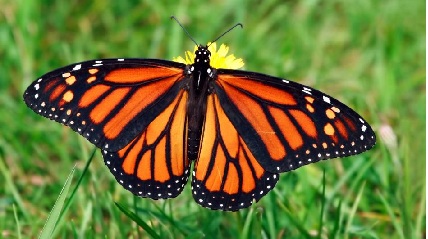 monarch